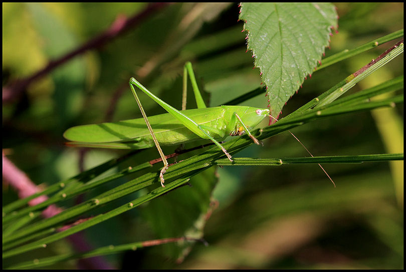 una cavalletta: Ruspolia nitidula